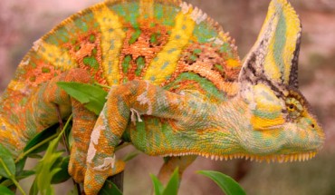 The veiled chameleon, Chamaeleo calyptratus. Image credit: Russell Ligon.