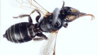 Braunsapis maxschwarzi, female. Image credit: Michael Engel.