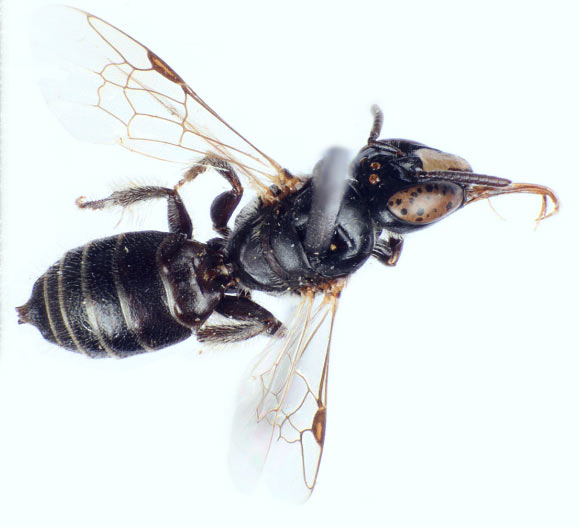Braunsapis maxschwarzi, female. Image credit: Michael Engel.