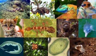 Top 20 New Species Discovered in 2013