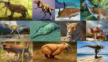 Every year, hundreds of new dinosaurs, prehistoric marine reptiles and fishes are discovered, and among them are always a few really weird or funny species. 2013's list includes a giant hedgehog, the oldest big cat species, a toothed platypus, dinosaurs, prehistoric fishes and birds.