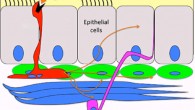 A diagram of the airway lining suggests how the pulmonary neuroendocrine cells (red) trigger a response to inhaled chemicals. When a chemical (orange triangle) docks on a receptor (black) they dump secretory chemicals (thin orange arrows), which have an immediate but localized effect on muscles (blue) and nerves (pink), possibly triggering responses such as a cough. Image credit: Yehuda Ben-Shahar.