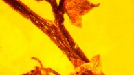 This image shows flowers of Micropetasos burmensis in a 100-million-year-old piece of amber. Image credit: Oregon State University.