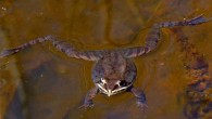 The wood frog, Lithobates sylvaticus, floating during spring mating season, Mer Bleue Conservation Area, Ottawa, Ontario, Canada. Image credit: D. Gordon E. Robertson / CC BY-SA 3.0.