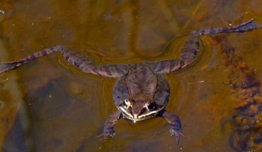 The wood frog, Lithobates sylvaticus, floating during spring mating season, Mer Bleue Conservation Area, Ottawa, Ontario, Canada. Image credit: D. Gordon E. Robertson / CC BY-SA 3.0.