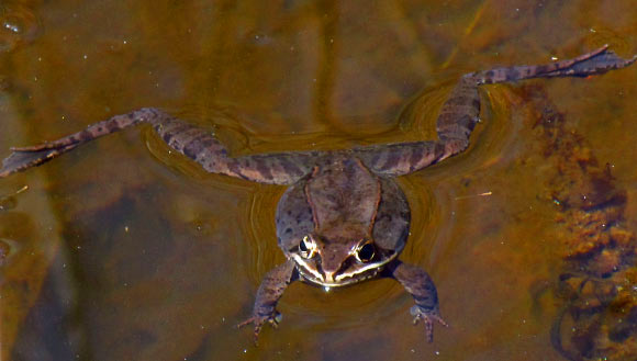 The wood frog, Lithobates sylvaticus, floating during spring mating season, Mer Bleue Conservation Area, Ottawa, Ontario, Canada. Image credit: D. Gordon E. Robertson / CC BY-SA 3.0.