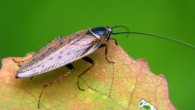 The Dusky cockroach (Ectobius lapponicus) is a member of the genus Ectobius. Image credit: Adam Opioła / CC BY-SA 3.0.