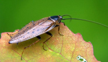The Dusky cockroach (Ectobius lapponicus) is a member of the genus Ectobius. Image credit: Adam Opioła / CC BY-SA 3.0.