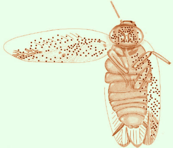 This is an artist's impression of Ectobius kohlsi. Image credit: Peter Vršanský.