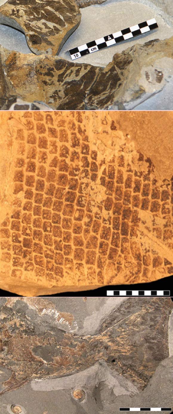 Top: skin fossil of a 55 million-year-old leatherback turtle; scale bar - 10 cm. Center: scales from an 85 million-year-old mosasaur; scale bar - 10 mm. Bottom: a tail fin from a 193 million-year-old ichthyosaur; scale bar - 5 cm. Image credit: Bo Pagh Schultz / Johan Lindgren / Johan A. Gren.