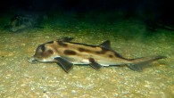 The elephant shark, Callorhinchus milii. Image credit: Fir0002 / Flagstaffotos, via Max-Planck-Gesellschaft.