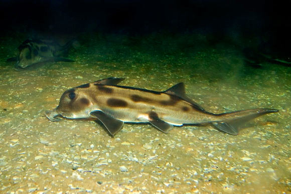 The elephant shark, Callorhinchus milii. Image credit: Fir0002 / Flagstaffotos, via Max-Planck-Gesellschaft.