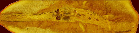 This image shows a fossil impression left by a juvenile Bandringa shark. This individual measures about 4 inches from snout to tail and was found in marine sediments at the Mazon Creek deposit in Illinois. Image credit: Lauren Sallan / Michael Coates.