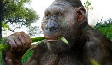 Paranthropus boisei. Image credit: © Roman Yevseyev.