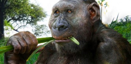 Paranthropus boisei. Image credit: © Roman Yevseyev.