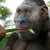Paranthropus boisei. Image credit: © Roman Yevseyev.