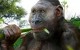 Paranthropus boisei. Image credit: © Roman Yevseyev.