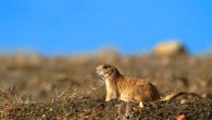 The black-tailed prairie dog, Cynomys ludovicianus. Image credit: John & Karen Hollingsworth.