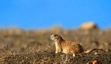 The black-tailed prairie dog, Cynomys ludovicianus. Image credit: John & Karen Hollingsworth.