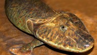 This image shows a reconstruction of Tiktaalik roseae. Image credit: Tyler Keillor / Beth Rooney.