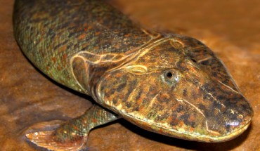 This image shows a reconstruction of Tiktaalik roseae. Image credit: Tyler Keillor / Beth Rooney.