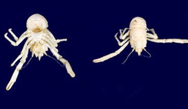 Munidopsis mandelai. Image credit: Macpherson E et al / Natural History Museum, London.