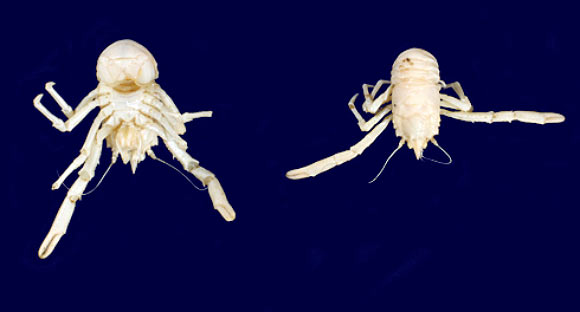 Munidopsis mandelai. Image credit: Macpherson E et al / Natural History Museum, London.