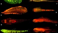 This image shows biofluorescent fishes: A – the Swellshark, Cephaloscyllium ventriosum; B – the Yellow stingray, Urobatis jamaicensis; C – the Blue Edged Sole, Soleichthys heterorhinos; D – the Brownmargin flathead, Cociella hutchinsi; E – the Variegated lizardfish, Synodus dermatogenys; F – the Warty frogfish, Antennarius maculatus; G - the False stonefish; H - the Shortfin moray eel, Kaupichthys brachychirus; I – the Collared eel, Kaupichthys nuchalis; J – the Messmate pipefish, Corythoichthys haematopterus; K – the Warteye stargazer, Gillellus uranidea; L – goby, Eviota sp.; M – the Blackbelly Dwarfgoby, Eviota atriventris; N - the Blue tang surgeonfish, Acanthurus coeruleus, larval; O – the Two-lined monocle bream, Scolopsis bilineata.