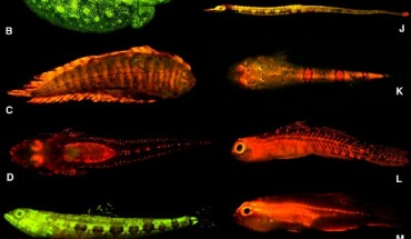 This image shows biofluorescent fishes: A – the Swellshark, Cephaloscyllium ventriosum; B – the Yellow stingray, Urobatis jamaicensis; C – the Blue Edged Sole, Soleichthys heterorhinos; D – the Brownmargin flathead, Cociella hutchinsi; E – the Variegated lizardfish, Synodus dermatogenys; F – the Warty frogfish, Antennarius maculatus; G - the False stonefish; H - the Shortfin moray eel, Kaupichthys brachychirus; I – the Collared eel, Kaupichthys nuchalis; J – the Messmate pipefish, Corythoichthys haematopterus; K – the Warteye stargazer, Gillellus uranidea; L – goby, Eviota sp.; M – the Blackbelly Dwarfgoby, Eviota atriventris; N - the Blue tang surgeonfish, Acanthurus coeruleus, larval; O – the Two-lined monocle bream, Scolopsis bilineata.
