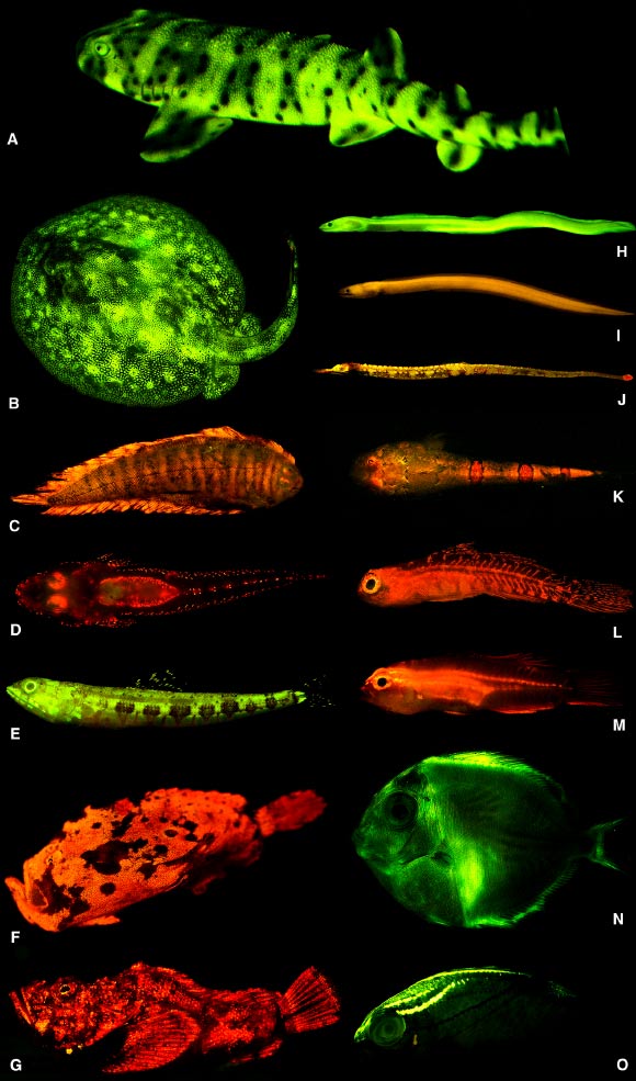 This image shows biofluorescent fishes: A – the Swellshark, Cephaloscyllium ventriosum; B – the Yellow stingray, Urobatis jamaicensis; C – the Blue Edged Sole, Soleichthys heterorhinos; D – the Brownmargin flathead, Cociella hutchinsi; E – the Variegated lizardfish, Synodus dermatogenys; F – the Warty frogfish, Antennarius maculatus; G - the False stonefish; H - the Shortfin moray eel, Kaupichthys brachychirus; I – the Collared eel, Kaupichthys nuchalis; J – the Messmate pipefish, Corythoichthys haematopterus; K – the Warteye stargazer, Gillellus uranidea; L – goby, Eviota sp.; M – the Blackbelly Dwarfgoby, Eviota atriventris; N - the Blue tang surgeonfish, Acanthurus coeruleus, larval; O – the Two-lined monocle bream, Scolopsis bilineata.