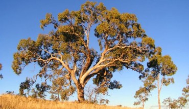 Eucalyptus bridgesiana tree.