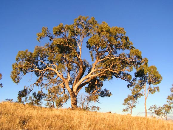 Eucalyptus bridgesiana tree.