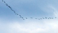 The V-shaped flight formation allows each bird to receive lift from the wingtip vortex of the bird in front of it, saving energy and greatly extending the range of a flock of birds over that of a bird flying alone. Image credit: Russell Link / Washington Department of Fish and Wildlife.