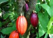 A cacao tree with fruit pods in various stages of ripening at a botanical garden, Hawaii.