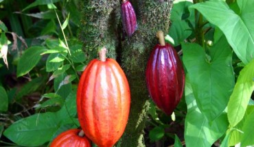 A cacao tree with fruit pods in various stages of ripening at a botanical garden, Hawaii.