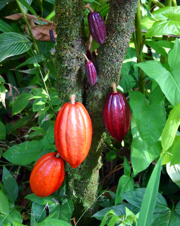A cacao tree with fruit pods in various stages of ripening at a botanical garden, Hawaii.