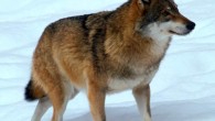 Eurasian wolf, Canis lupus lupus. Image credit: Jan Nijendijk / CC BY-SA 3.0.