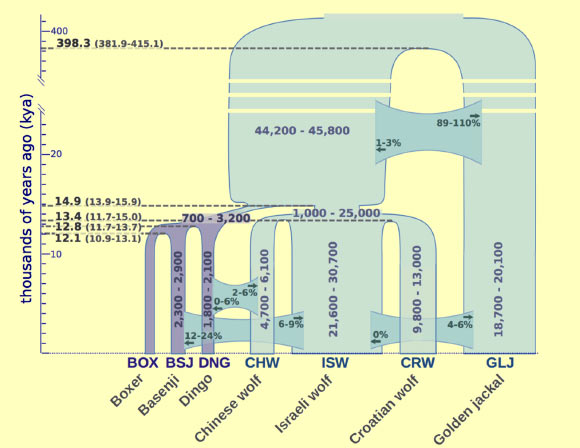 This image depicts wolf and dog lineages as they diverge over time. Image credit: Freedman AH et al.