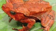 Rhinella yunga, adult female. Image credit: Jiří Moravec.