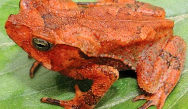 Rhinella yunga, adult female. Image credit: Jiří Moravec.