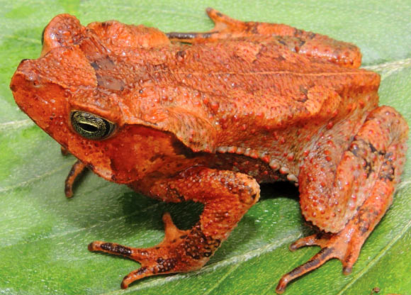 Rhinella yunga, adult female. Image credit: Jiří Moravec. 