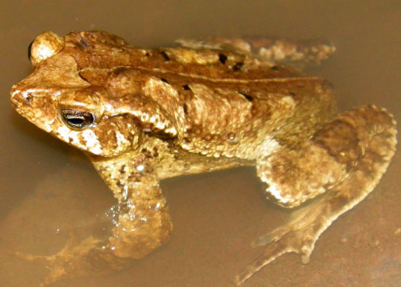 Rhinella yunga, adult male. Image credit: Jiří Moravec.