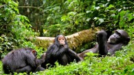 A female chimpanzee with two juveniles at Kibale National Park, Uganda. Image credit: Julie Rushmore / UGA.