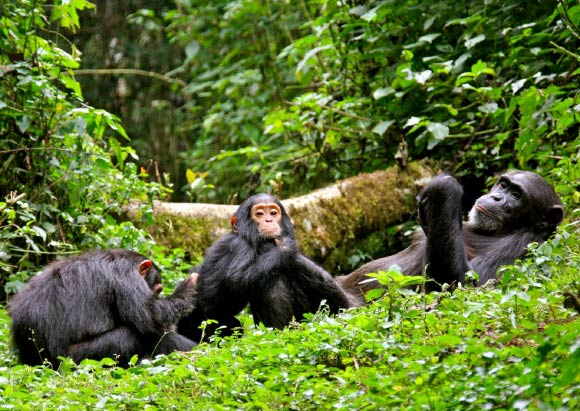 A female chimpanzee with two juveniles at Kibale National Park, Uganda. Image credit: Julie Rushmore / UGA.