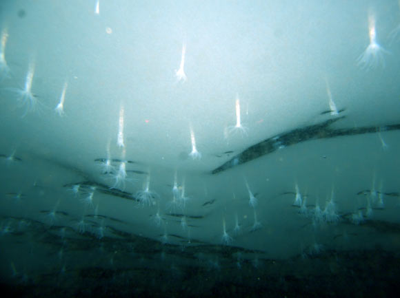 In an underwater image, Edwardsiella andrillae anemones protrude from the bottom surface of the Ross Ice Shelf. They glow in the camera's light. Image credit: Frank Rack / ANDRILL Science Management Office, University of Nebraska-Lincoln.