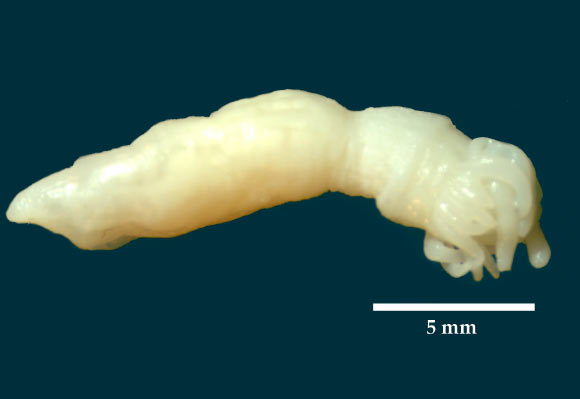 Edwardsiella andrillae. Image credit: Frank Rack / ANDRILL Science Management Office, University of Nebraska-Lincoln.