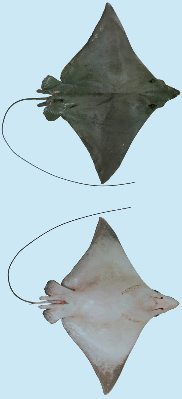 Aetobatus narutobiei, adult male. Image credit: White WT et al.