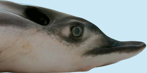 Lateral head view of Aetobatus narutobiei. Image credit: White WT et al.