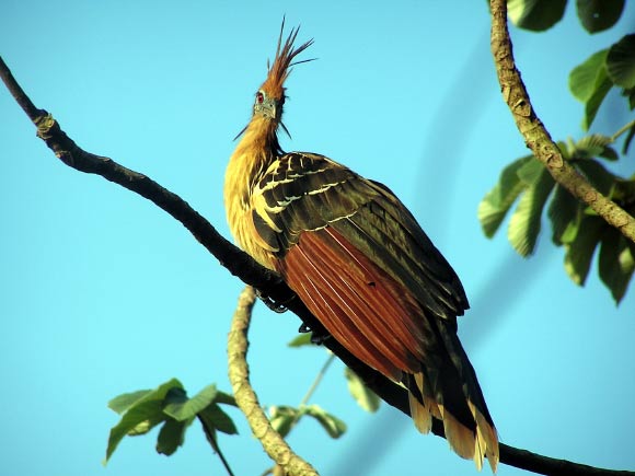 The Hoatzin, Opisthocomus hoazin, near Beni River, Bolivia. Image credit: Linda De Volder / CC BY-SA 3.0.