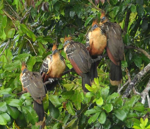 A group of hoatzins near Refugio Amazonas, Madre de Dios Region, Peru. Image credit: Brian Ralphs.